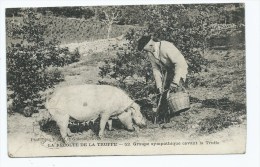 CPA ANIMEE LA RECOLTE DE LA TRUFFE, JOLIE ANIMATION, GROUPE SYMPATHIQUE CAVANT LA TRUFFE - Cultivation