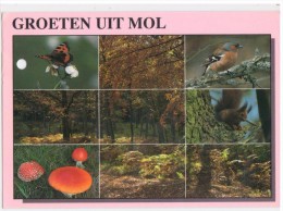 Groeten Uit Mol - Mol