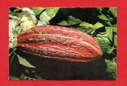 Trinidad - Cocoa Pod - Trinidad