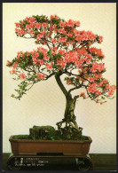 Bonsai - Bäumchen, Bonsai Trees - Nicht Gelaufen - Trees