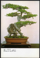 Bonsai - Bäumchen, Bonsai Trees - Nicht Gelaufen - Bäume