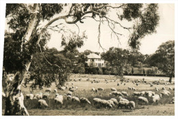 (855) Australia - ACT - Canberra Prime Minister Lodge + Sheep Grazing (very Old) - Canberra (ACT)