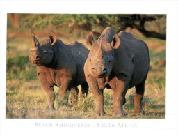 (111) South Africa Black Rhinoceros - Rhinozeros