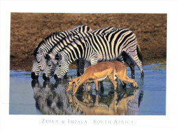 (111) South Africa Zebra And Impala - Zebra's