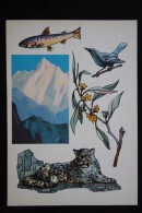 "Ramit" Zapovednik  Snow Leopard  - Old USSR Postcard 1976 - Tijgers