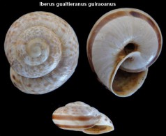 Iberus Gualtieranus Guiraoanus - Conchiglie