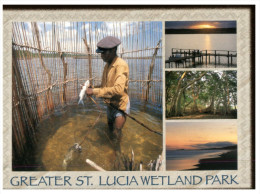 (PH 777) St Lucia Wetland Park (fisherman) - Saint Lucia