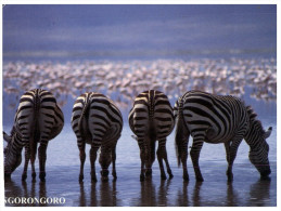 (PH 888) Zebras - Zèbres