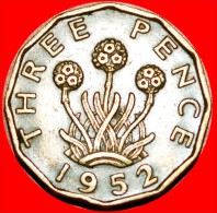 * THRIFT PLANT UNITED KINGDOM 3 PENCE 1952 GEORGE VI (1937-1952)! INTERESTING TYPE! GREAT BRITAIN LOW START NO RESERVE! - F. 3 Pence