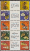 DJIBOUTI Shells - Conchas