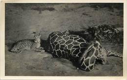 Pays Divers- Afrique -ref D763- Carte Photo  Les Fauves Du Kenya -panthere Et Girafe  - Carte Photo Bon Etat   - - Kenya