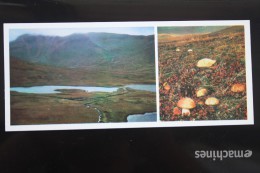 Bering Island. Tundra Mushrooms  - Old USSR Postcard 1975 - Champignon - Mushrooms