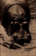 PARC ZOOLOGIQUE DU BOIS DE VINCENNES..L'UN DES HIPPOPOTAMES...CPA - Nijlpaarden