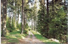 Forêt De Sapins De Plainfaing - Plainfaing