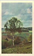 Thème - Arbre - Bouleau - Arbres