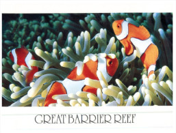 (PH 200) Australia - QLD - Great Barrier Reef Clownfish - Great Barrier Reef