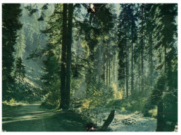 (PH 456) France - Vosges Forest And Trees - Arbres