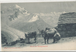 WW 623 / C P A  -SUISSE-  ABEND AM ROSEGGLETSCHER - Egg