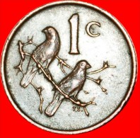 * CAPE SPARROWS: SOUTH AFRICA   1 CENT 1967 Riebeeck (1619-1677) ENGLISH LEGEND! LOW START NO RESERVE! - Südafrika
