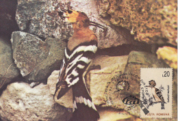 24234- HOOPOE, BIRDS, MAXIMUM CARD, 1994, ROMANIA - Picchio & Uccelli Scalatori