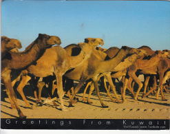 24538- KUWAIT- CAMEL HERD - Koeweit