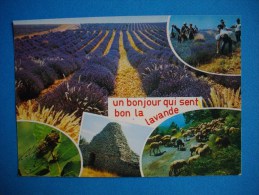 Cpm   PROVENCE  -  Un Bonjour Qui Sent Bien La Lavande  -  Multivues - Medicinal Plants