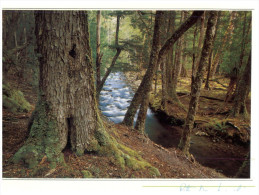 (PH 321) Australia - TAS - Cold Rainforest, Tree And River - Árboles