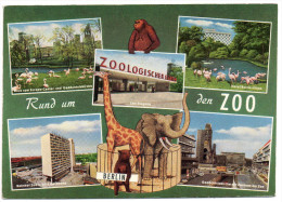 0600 AK Berlin Zoologischer Garten - Zoo - Verlag Kunst Und Bild - N. Gel - TOP - Tiergarten