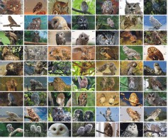 O03219 China Phone Cards Owl Puzzle 252pcs - Owls