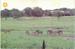 Afrique -   Zimbabwe  - At  Hwange Safari Lodge Dete - Zèbre - Zimbabwe