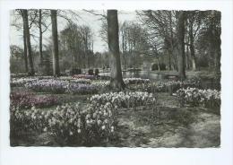 Keukenhof. - Lisse