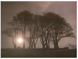 (PH 404) UK Posted To Australia - Return To Sender (RTS - DLO) Purple Cachet Back Of Postcard - Seven Sisters Trees - Arbres