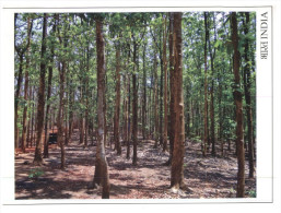 (360) India Teak Forest - Árboles