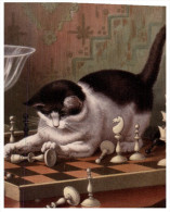 (360) Cat And Chess Board - Chat Et Jeux D'echec - Schaken