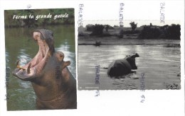 2 CPM - Thème HIPPOPOTAME - Hippopotamuses