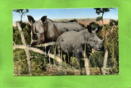 FAUNE AFRICAINE RHINOCEROS BLANCS - Neushoorn