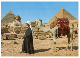 (PH 565) Posted From Egypt To Australia - RTS Or DLO Postcard - Pyramid And Camel + Handler - Pyramids