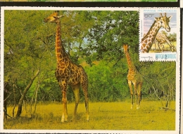 Mozambique & Postal Máximo, Animais Protegidos, Girafa 1981 (2) - Giraffes