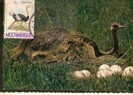 Mozambique & Postal Máximo, Aves De Moçambique, Avestruz  1981 (13) - Pernice, Quaglie