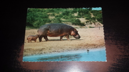 C-41656 AFRICAN WILDLIFE HIPPO AND BABY IPPOPOTAMO - Ippopotami