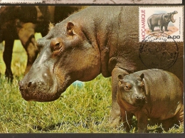 Moçambique & Postal Máximo, Animais Protegidos Hipopótamo 1981 (6) - Hippopotamuses