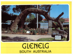 (PH 200) Australia - SA - Glenelg Old Gum Tree - Árboles