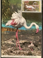 Haute Volta & Postal Máximo, Flamingo Phoenicopterus Roseus 1986 - Flamencos