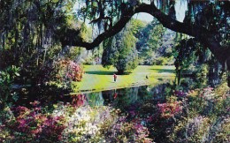 A Scene In Beautiful Magnolia Gardens Charleston South Carolina - Charleston