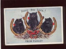 Three For Luch From Paisley Carte Système , édit. Valentine's Mail Novelty  Chat  Cat - Renfrewshire