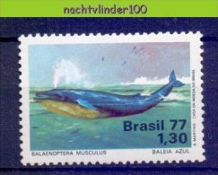 Nbu0488 FAUNA ZEEZOOGDIEREN WALVIS WHALE SEA MAMMALS BALEINES MARINE LIFE BRASIL 1977 PF/MNH - Baleines