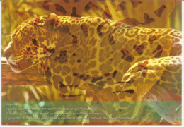 COLOMBIE.  Le Jaguar De L'Amazone  ,  Carte Postale Non Circulée (Casa De Colombia En Expo Milano 2015) Avec Tampon EXPO - Colombie