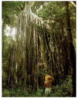 (543) Australia - QLD - Curtain Fig Tree - Árboles