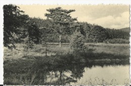 Libin: Forêt D'Ardenne - Libin