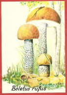 CARTOLINA NV ITALIA - BOLETUS RUFUS - 1° Mostra Micologica - Parco Regionale LA MANDRIA - 10 X 15 - Funghi